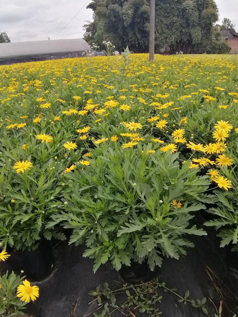 木春菊花卉盆栽，常年开花