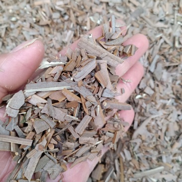 鬼箭羽，鬼羽箭，卫茅干净无杂质量保证！欢迎咨询购买！