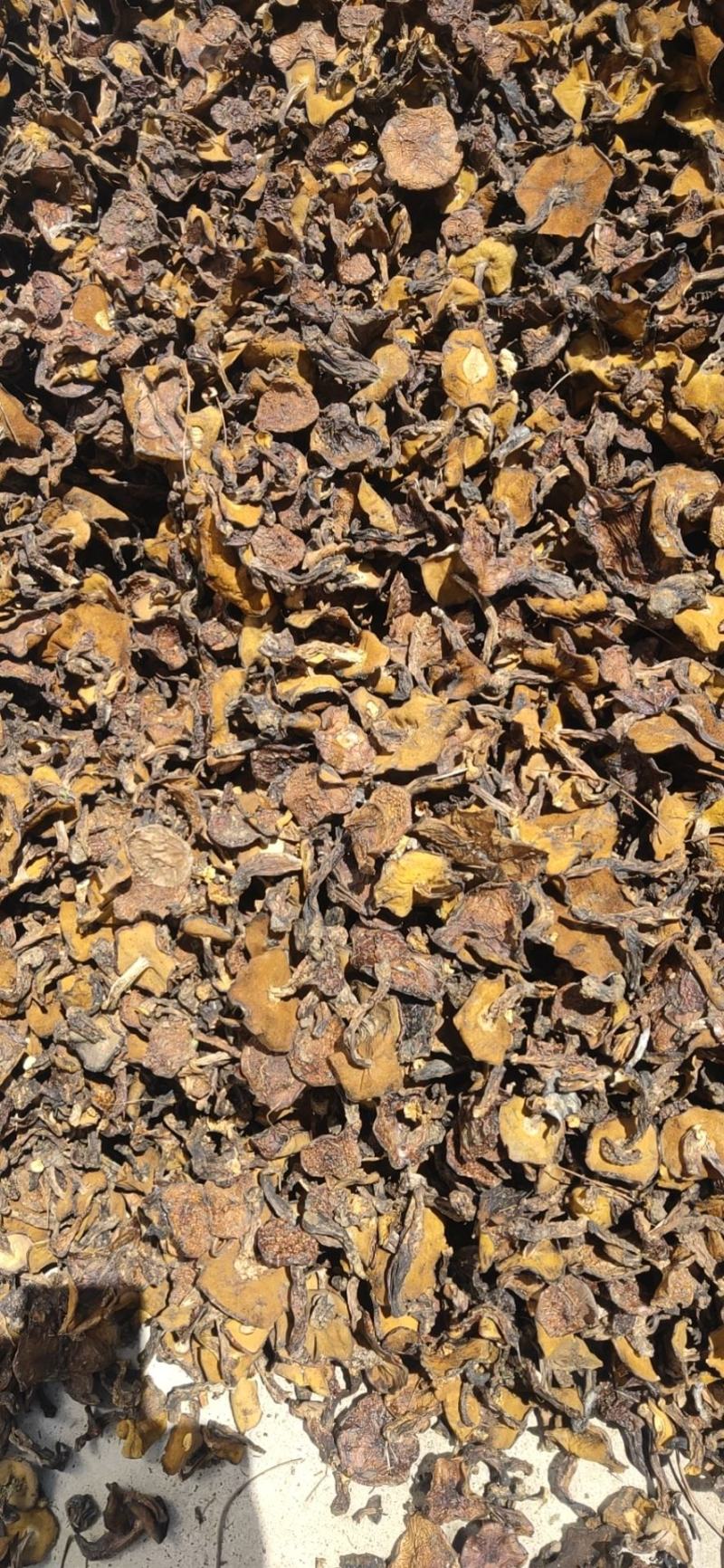 精品松蘑干去跟货绝对保证新货
