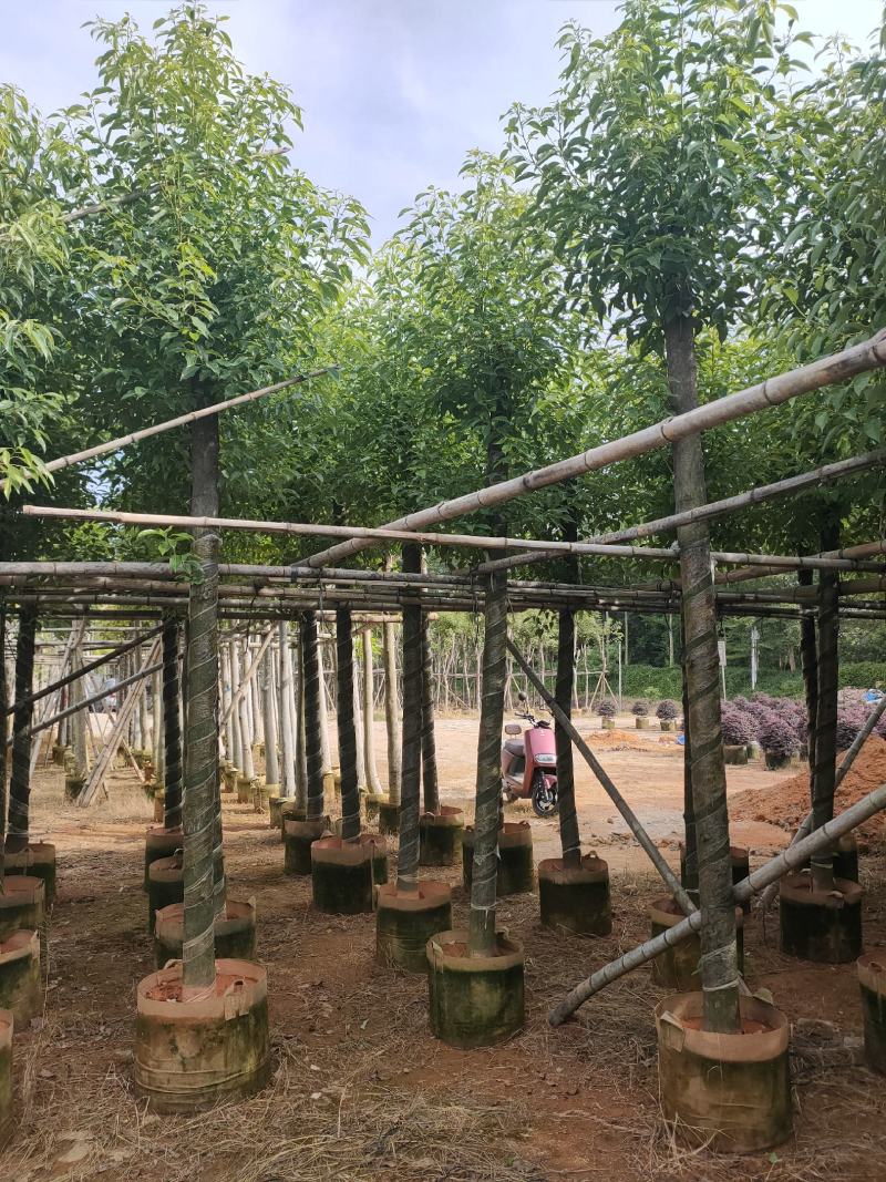香樟树5公分--10公分诚信经营保障质量