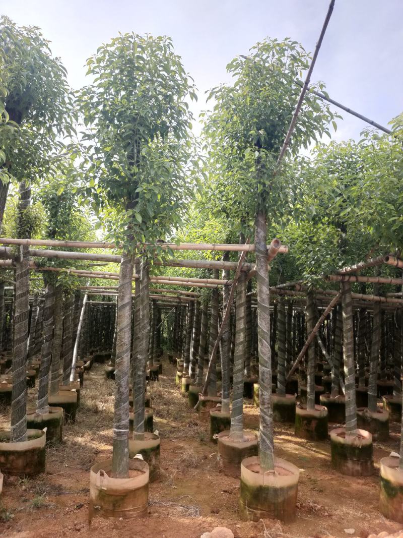 香樟树5公分--10公分诚信经营保障质量