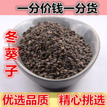 山间谷草冬葵子冬葵实500g包邮冬苋菜茼麻子