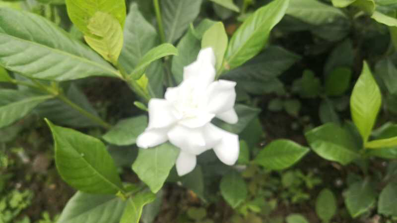 栀子花工程小苗长年不掉叶花期长花香四溢适合各种花池种植。
