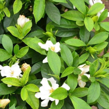 栀子花工程小苗长年不掉叶花期长花香四溢适合各种花池种植。