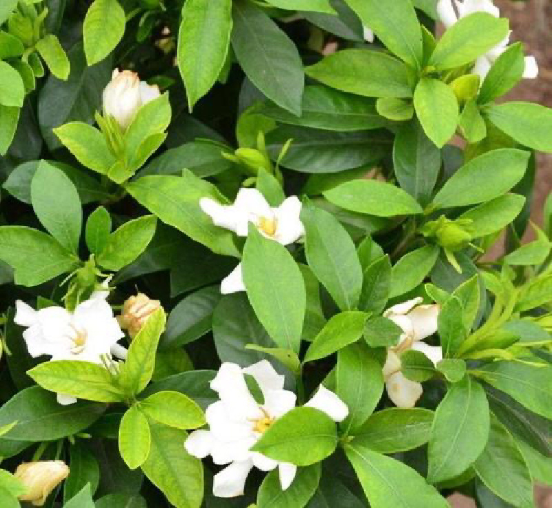 栀子花工程小苗长年不掉叶花期长花香四溢适合各种花池种植。