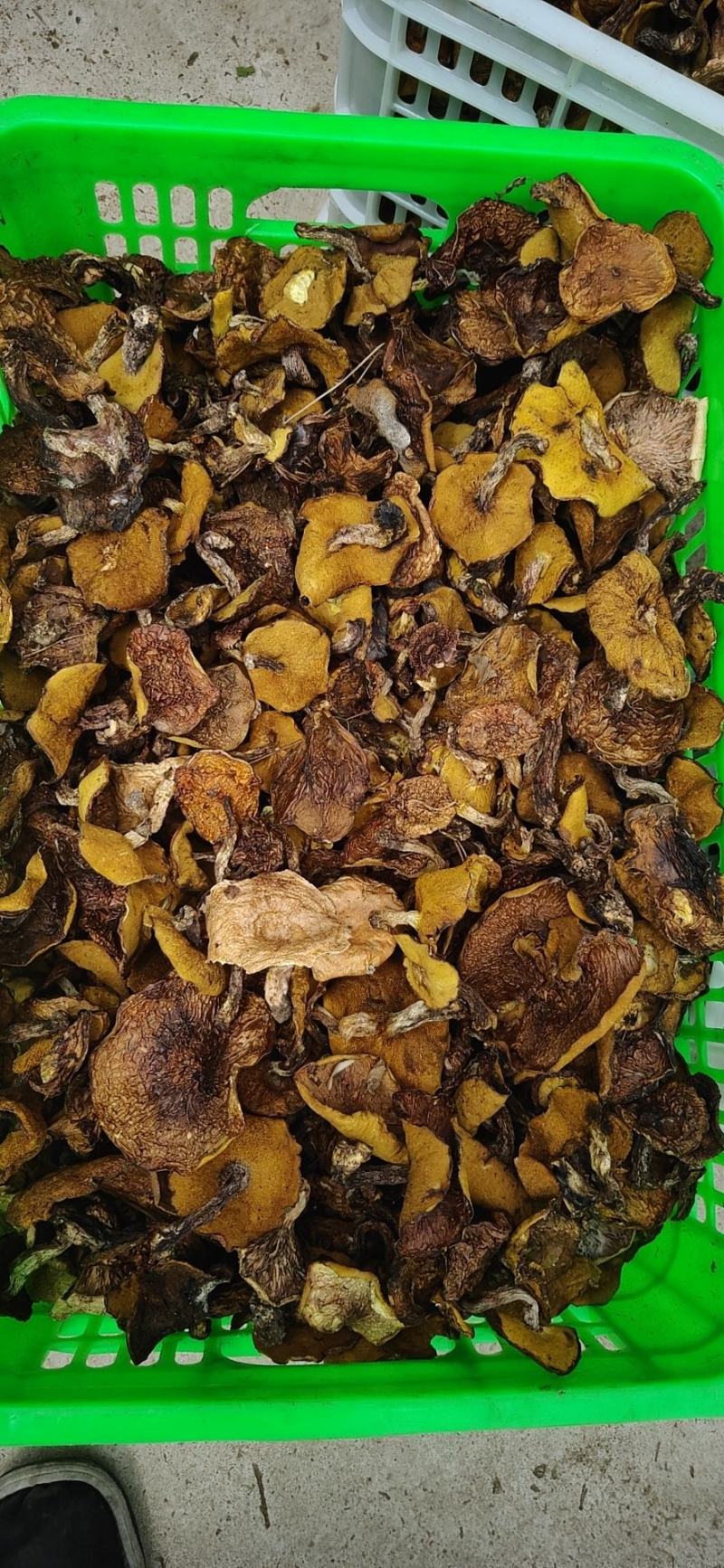 河北承德精品松蘑烤干去跟货