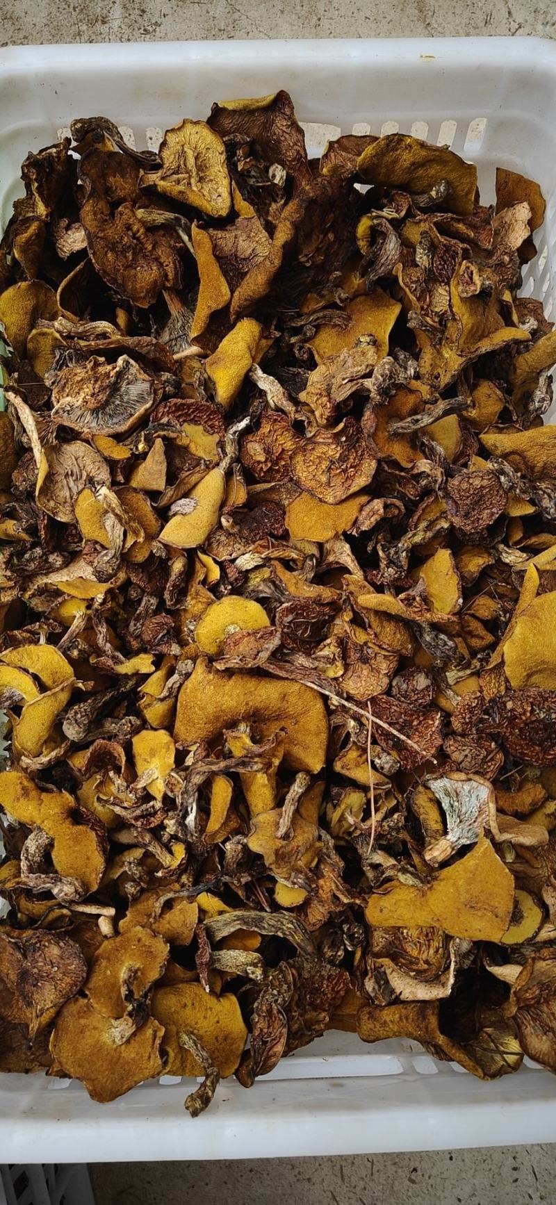 河北承德精品松蘑烤干去跟货