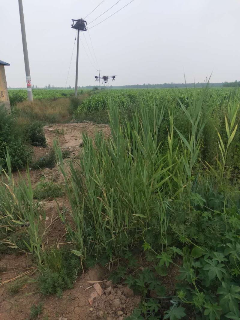 水浇地壤土黑土地可种麒麟西瓜玉米小麦谷子高粱