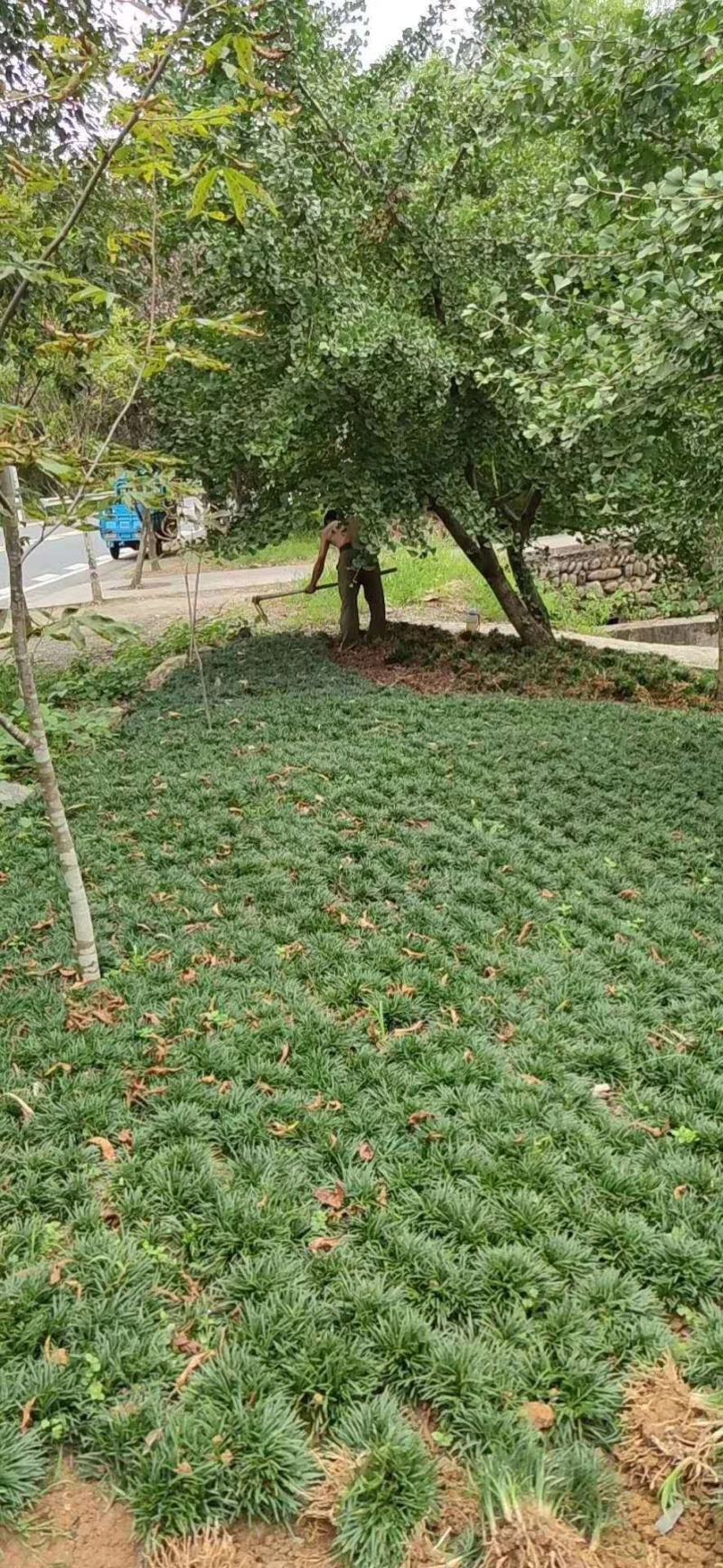 【玉龙草】基地大量现货直发常年供应，欢迎全国客商考察合作
