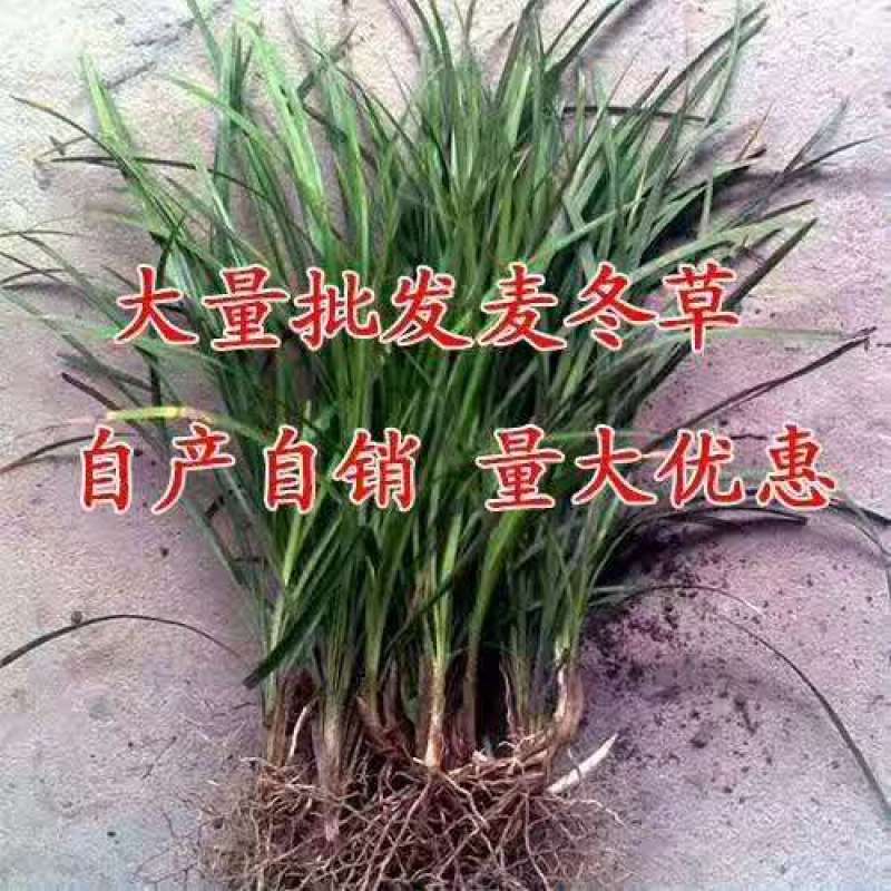 【玉龙草】基地大量现货直发常年供应，欢迎全国客商考察合作