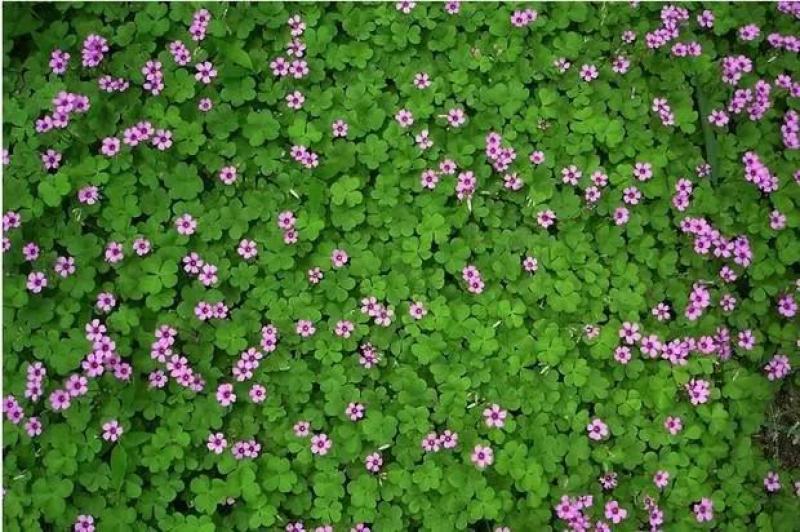 【玉龙草】基地大量现货直发常年供应，欢迎全国客商考察合作