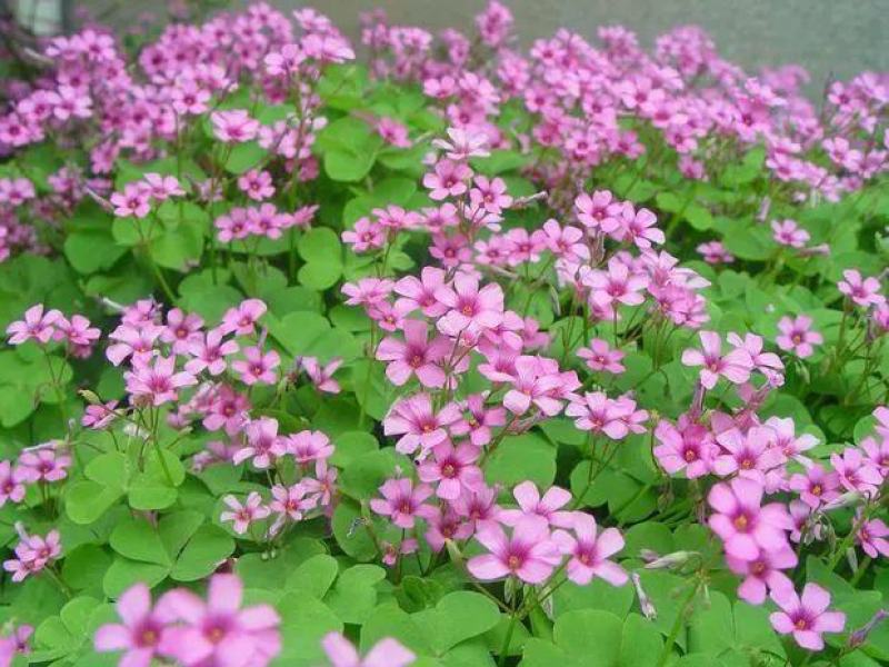 【玉龙草】基地大量现货直发常年供应，欢迎全国客商考察合作