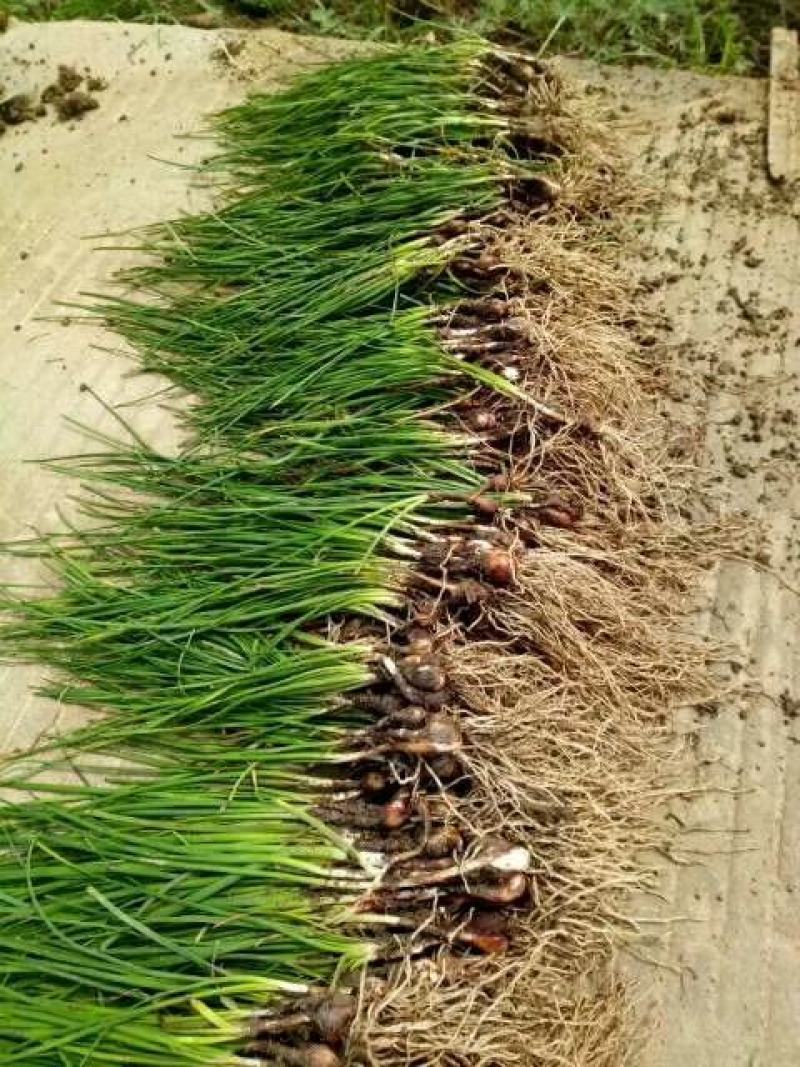 【玉龙草】基地大量现货直发常年供应，欢迎全国客商考察合作