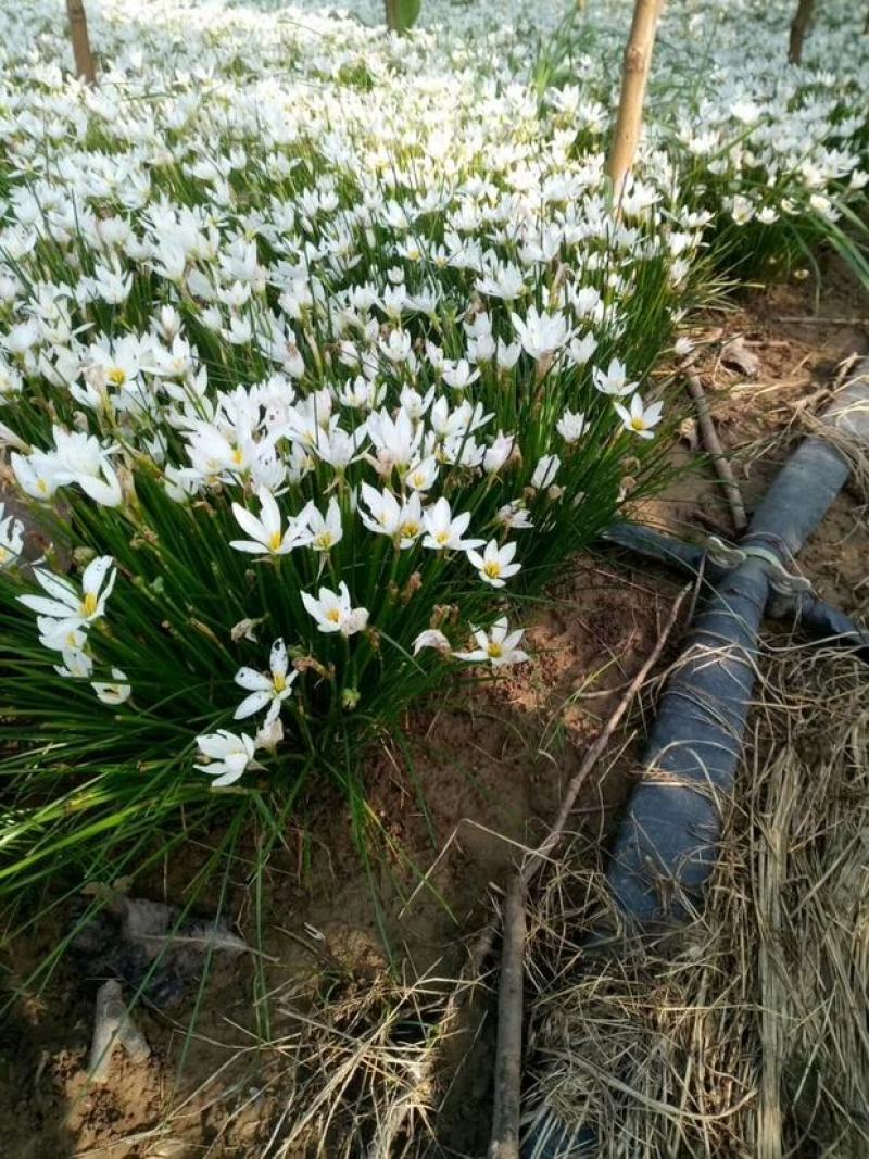 【玉龙草】基地大量现货直发常年供应，欢迎全国客商考察合作