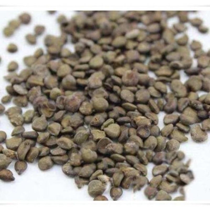 望江南羊角豆山绿豆假决明狗屎豆500g
