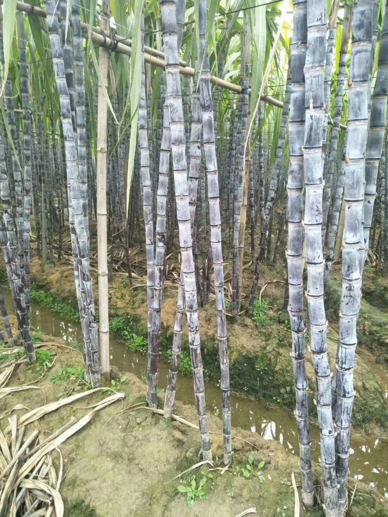 韶关翁源甘蔗，便宜就算了，还靓，周仔代办，值得信赖