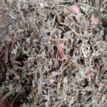 叶下珠中药材珍珠草，药用叶下珠干净无杂质量保证！量大从优