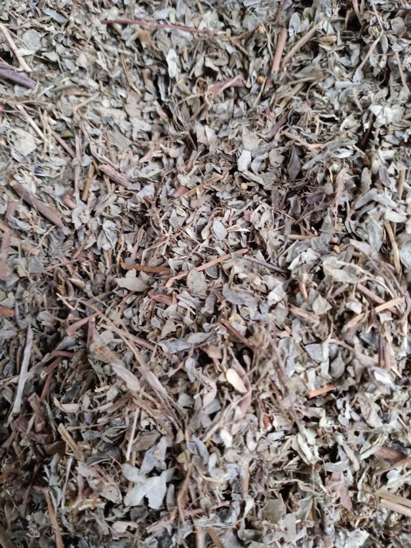 叶下珠中药材珍珠草，药用叶下珠干净无杂质量保证！量大从优