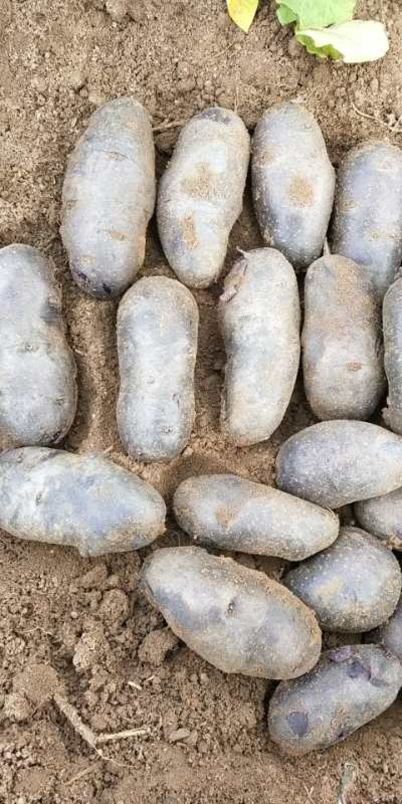 黑金刚沙地土豆大量走货产区供货合作社货源基地直发