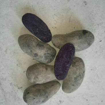 黑金刚沙地土豆大量走货产区供货合作社货源基地直发
