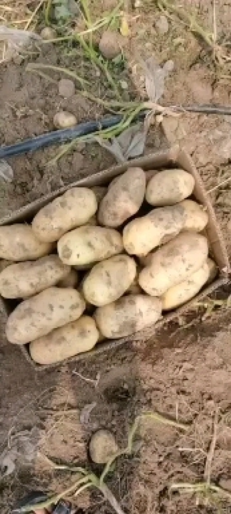 黑金刚沙地土豆大量走货产区供货合作社货源基地直发