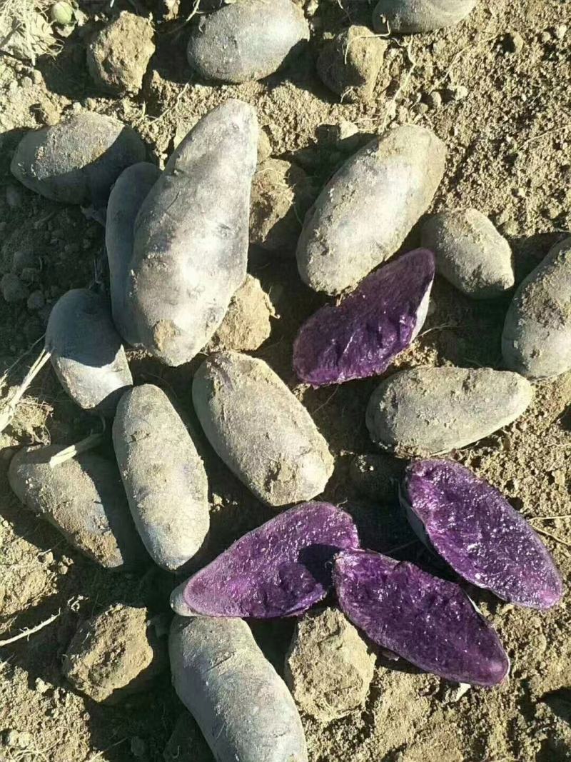 黑金刚沙地土豆大量走货产区供货合作社货源基地直发