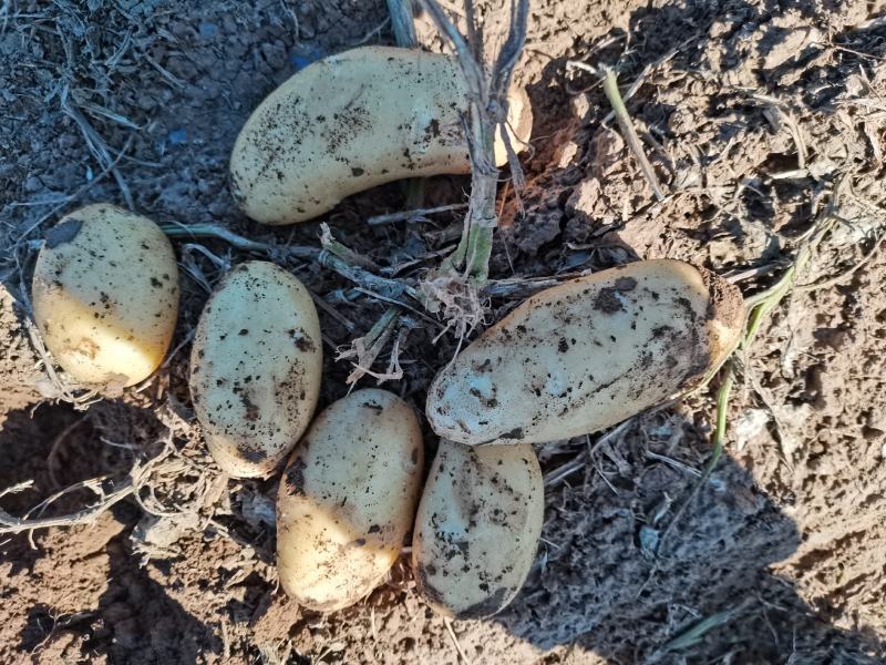 黑金刚沙地土豆大量走货产区供货合作社货源基地直发