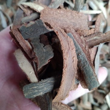 地枫皮，钻地枫干净无杂质量保证！