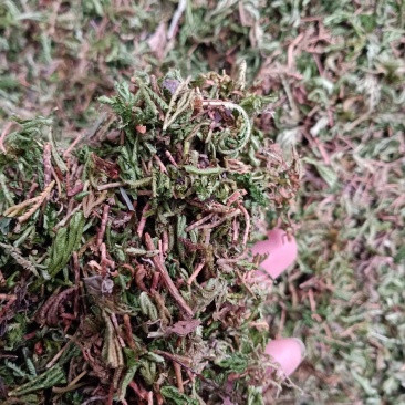 石上柏，干净无杂质量保证！欢迎咨询选购！