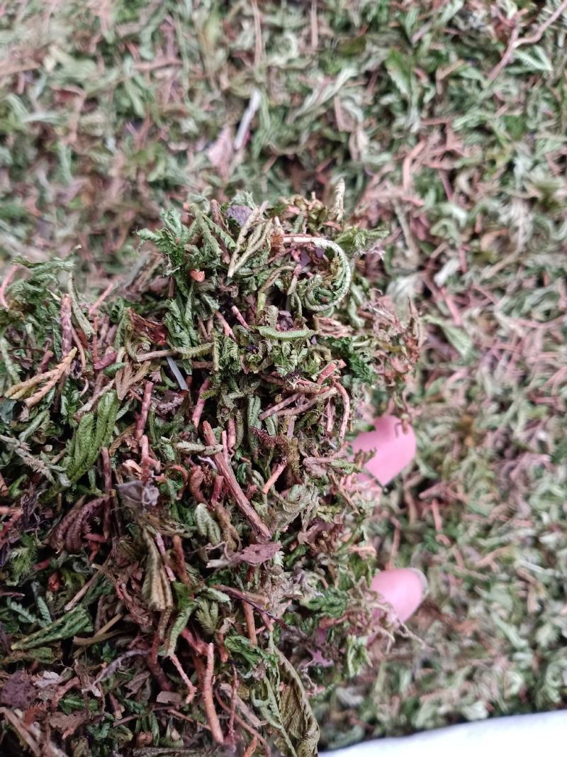 石上柏，干净无杂质量保证！欢迎咨询选购！
