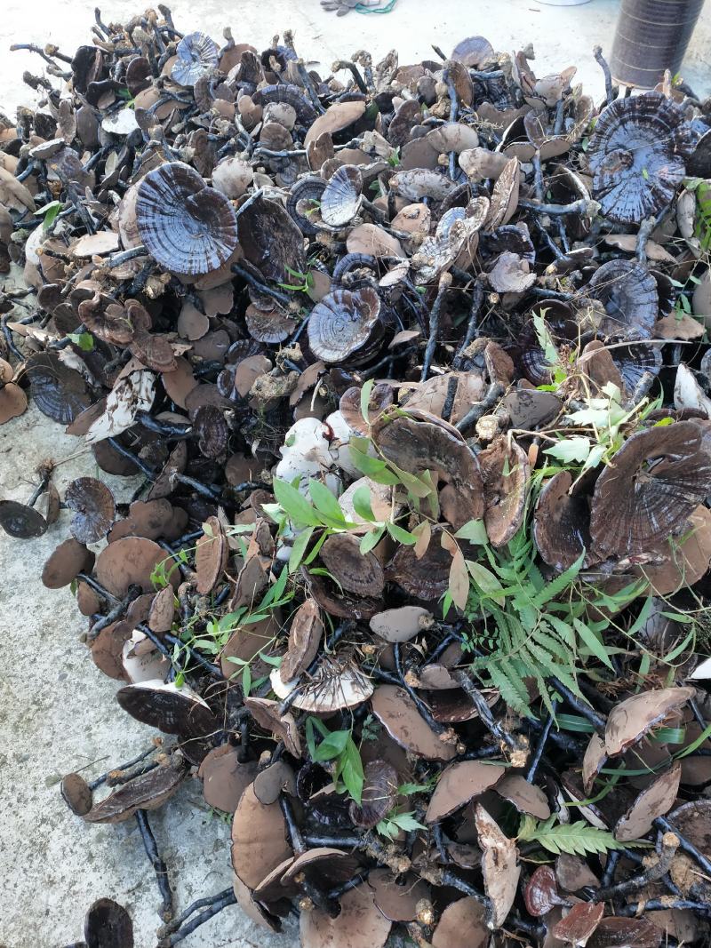 广西深山老林紫灵芝，味甜不苦。。。。。。