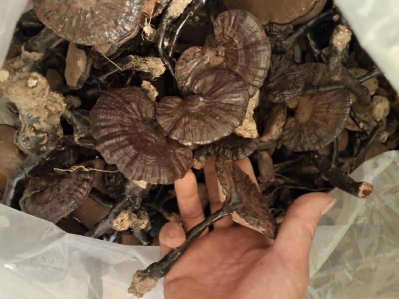 广西深山老林紫灵芝，味甜不苦。。。。。。