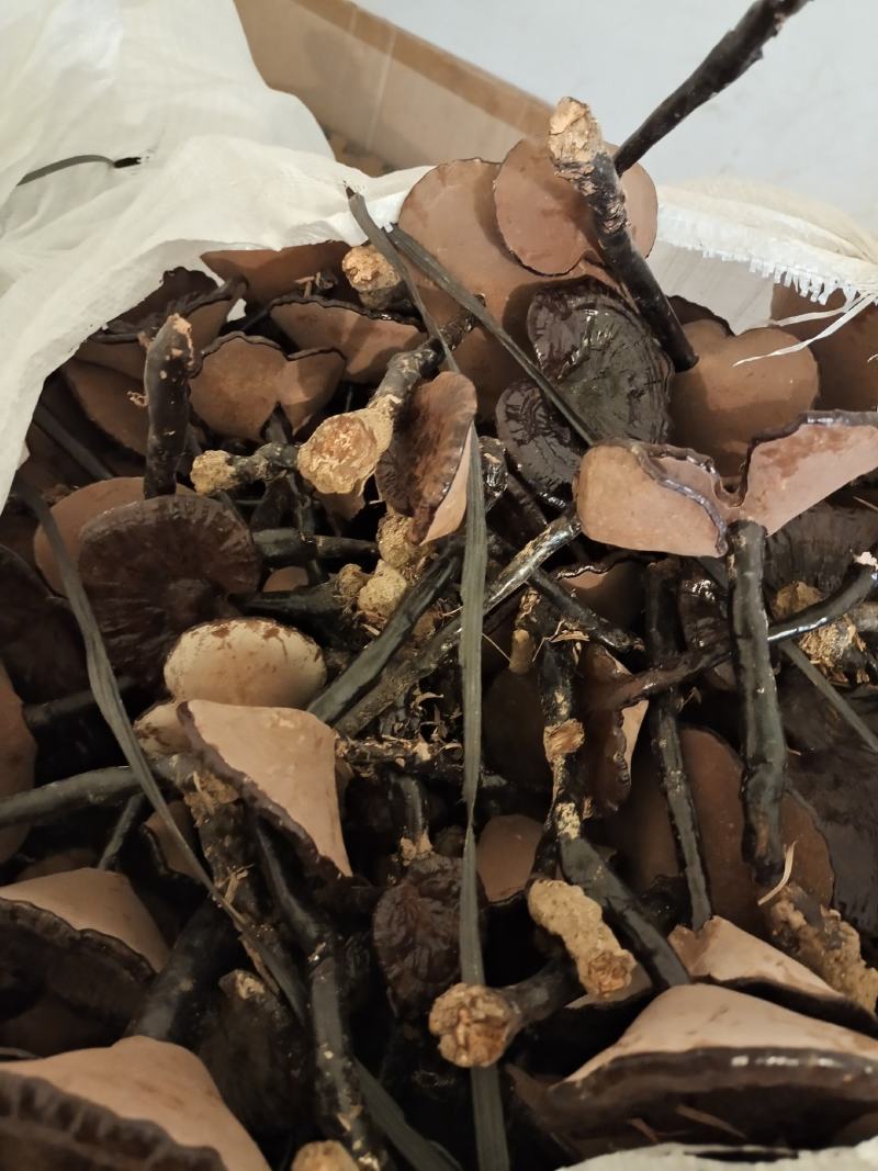 广西深山老林紫灵芝，味甜不苦。。。。。。