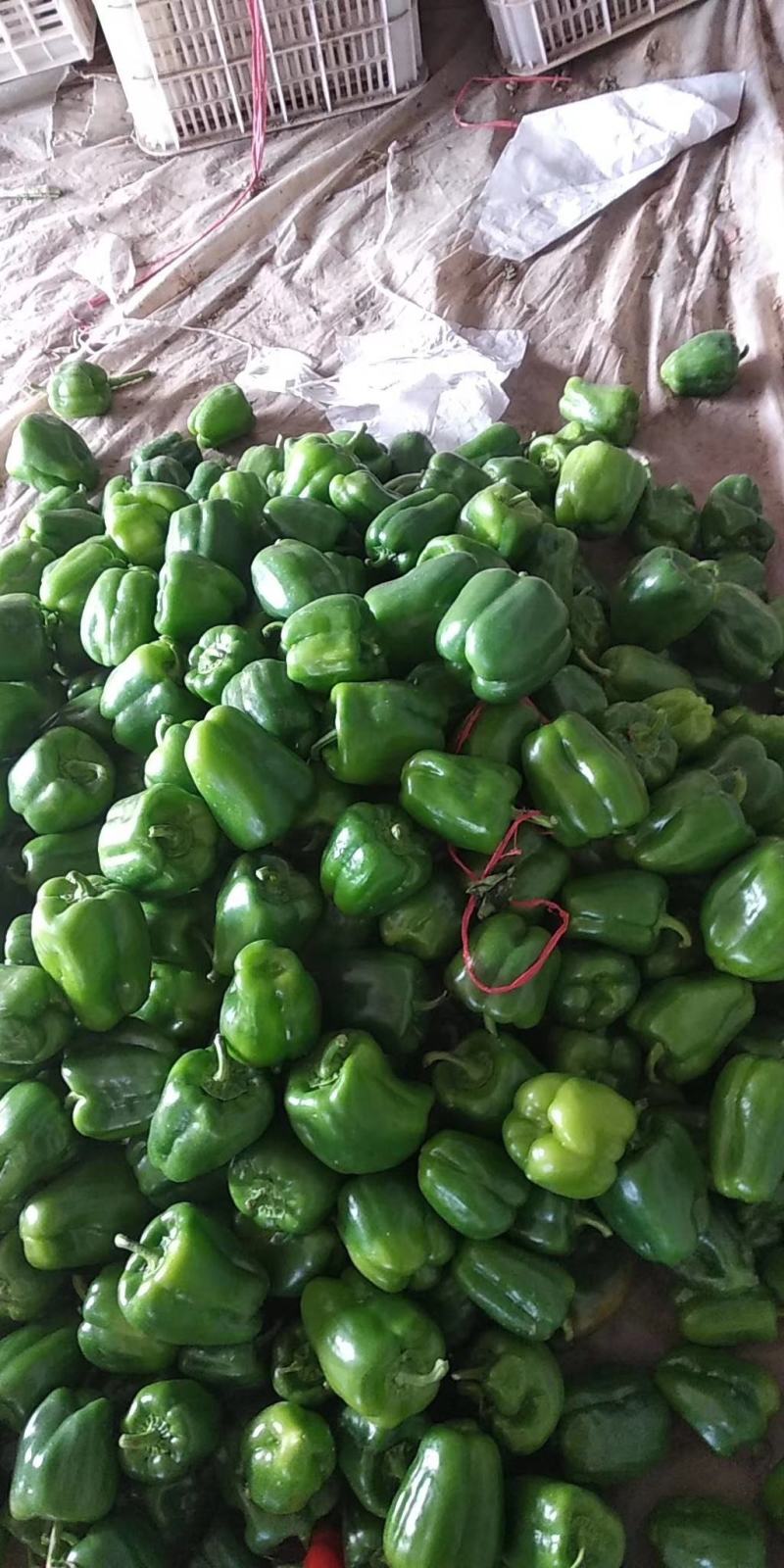 薄皮圆椒椒大量上市啦，现摘现卖只做精品常年提供超市，市场