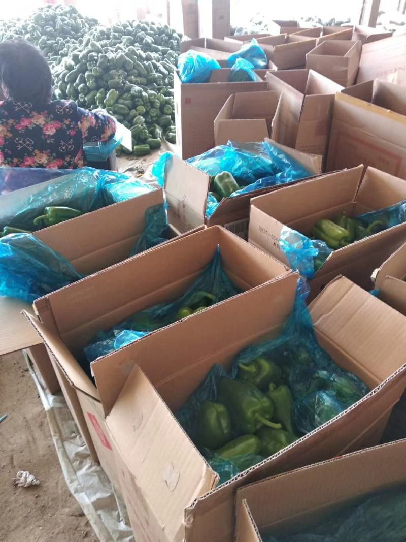 薄皮圆椒椒大量上市啦，现摘现卖只做精品常年提供超市，市场