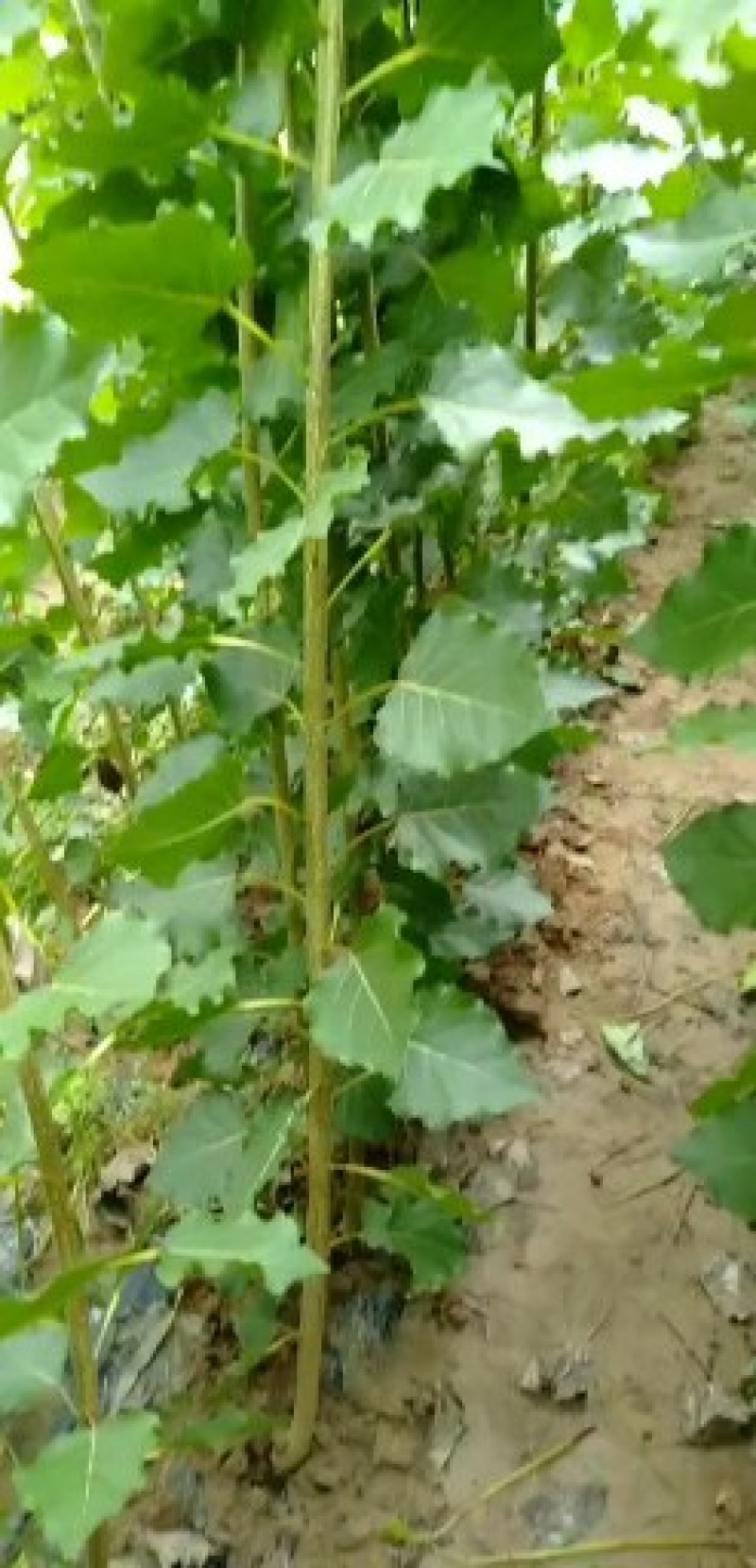 河南大量批发精品无絮杨树苗。高两米至四米。长期有货。
