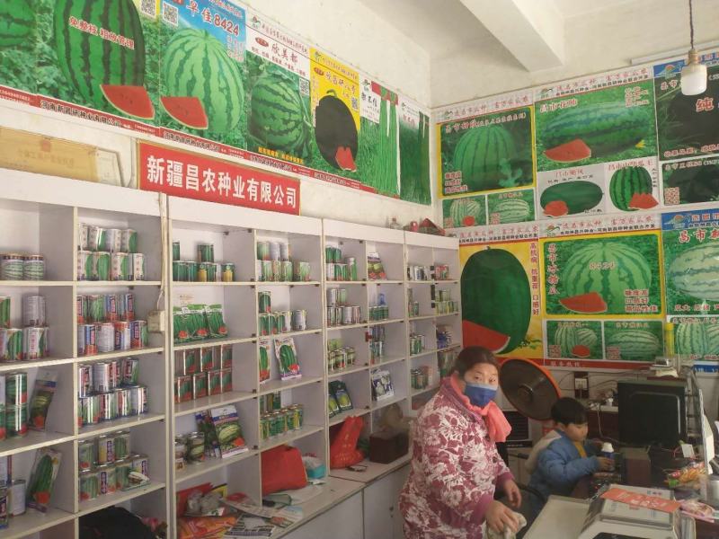 龙卷风西瓜种子大果高抗病不整枝不打杈皮坚韧耐储运。