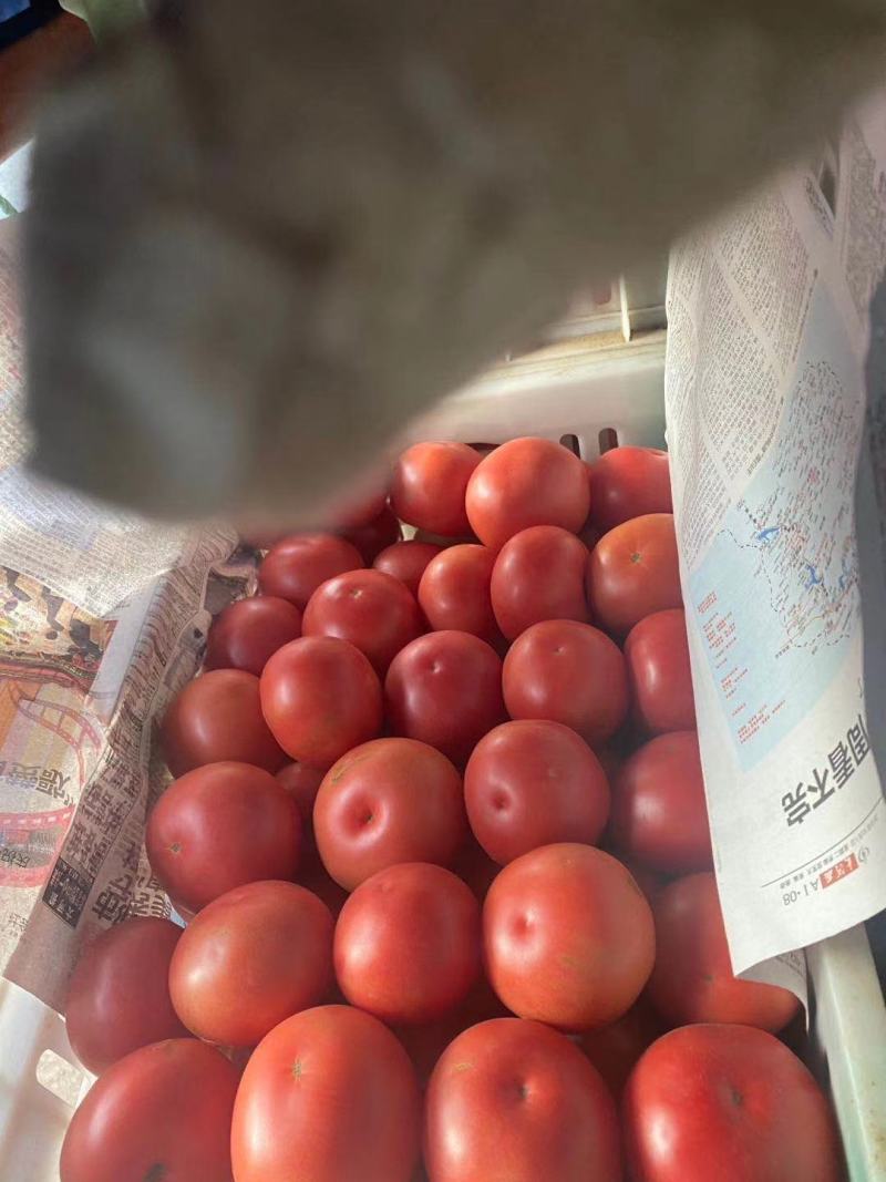 山西省精品大棚西红柿