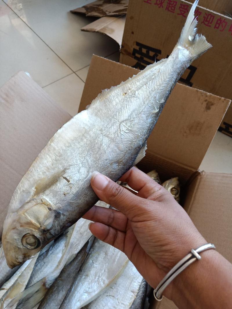 白磷鱼咸鱼自带油性产地直发不包运费