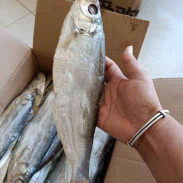 白磷鱼咸鱼自带油性产地直发不包运费