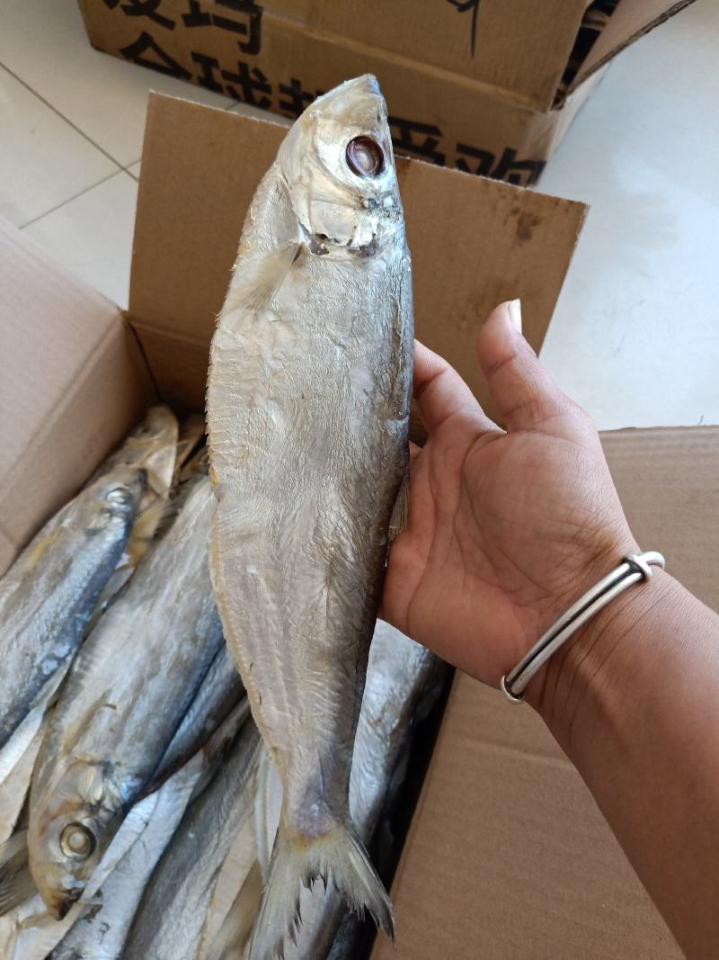 白磷鱼咸鱼自带油性产地直发不包运费