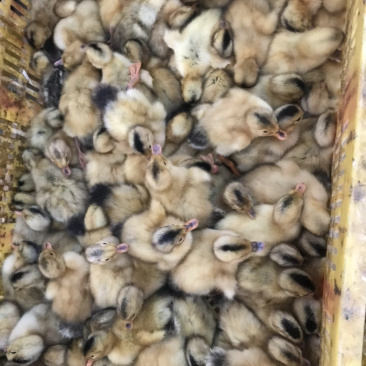 出售：大种黄麻鸭苗，品质优良，价格实惠