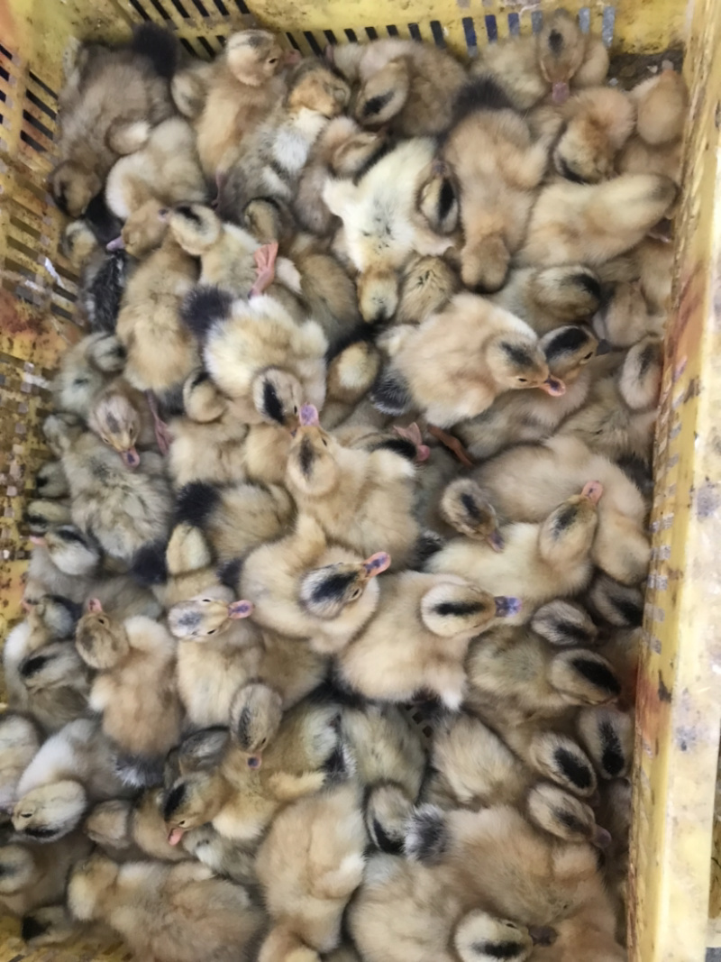 出售：大种黄麻鸭苗，品质优良，价格实惠