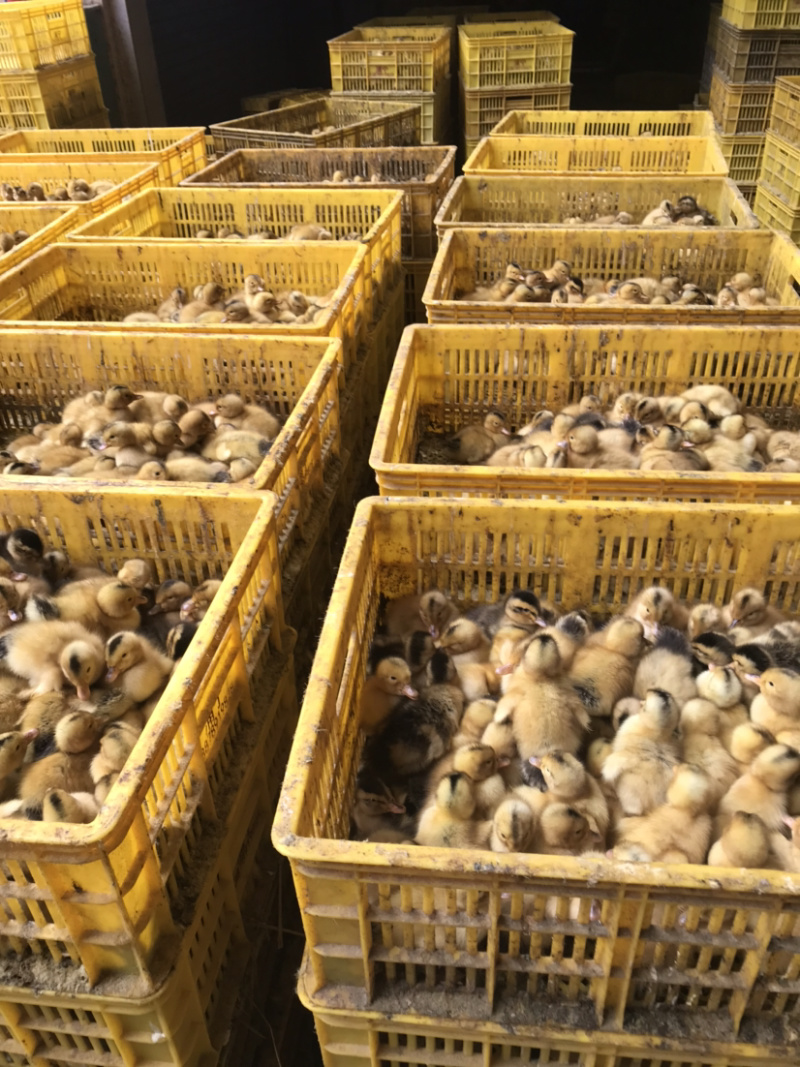 出售：大种黄麻鸭苗，品质优良，价格实惠