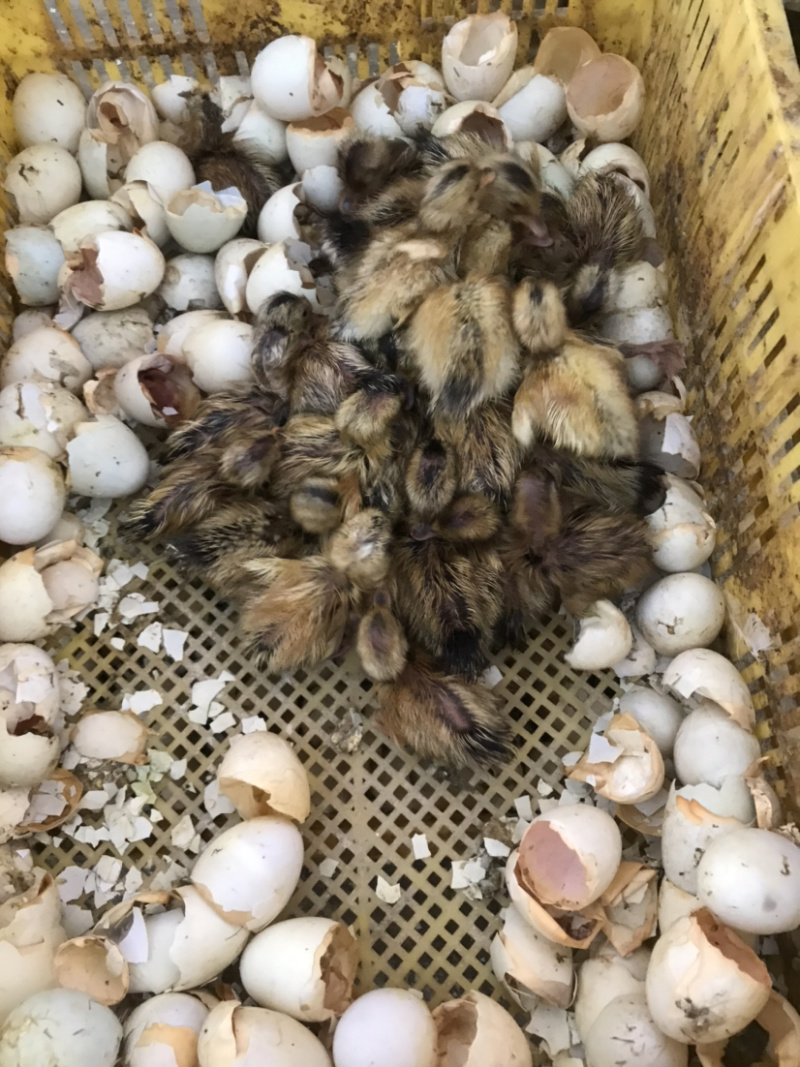 出售：大种黄麻鸭苗，品质优良，价格实惠