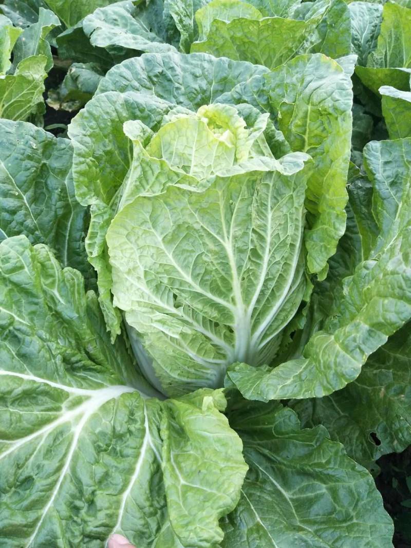 河北张家口大白菜黄心大白菜优质头茬欢迎来电咨询