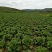 河北张家口大白菜黄心大白菜优质头茬欢迎来电咨询