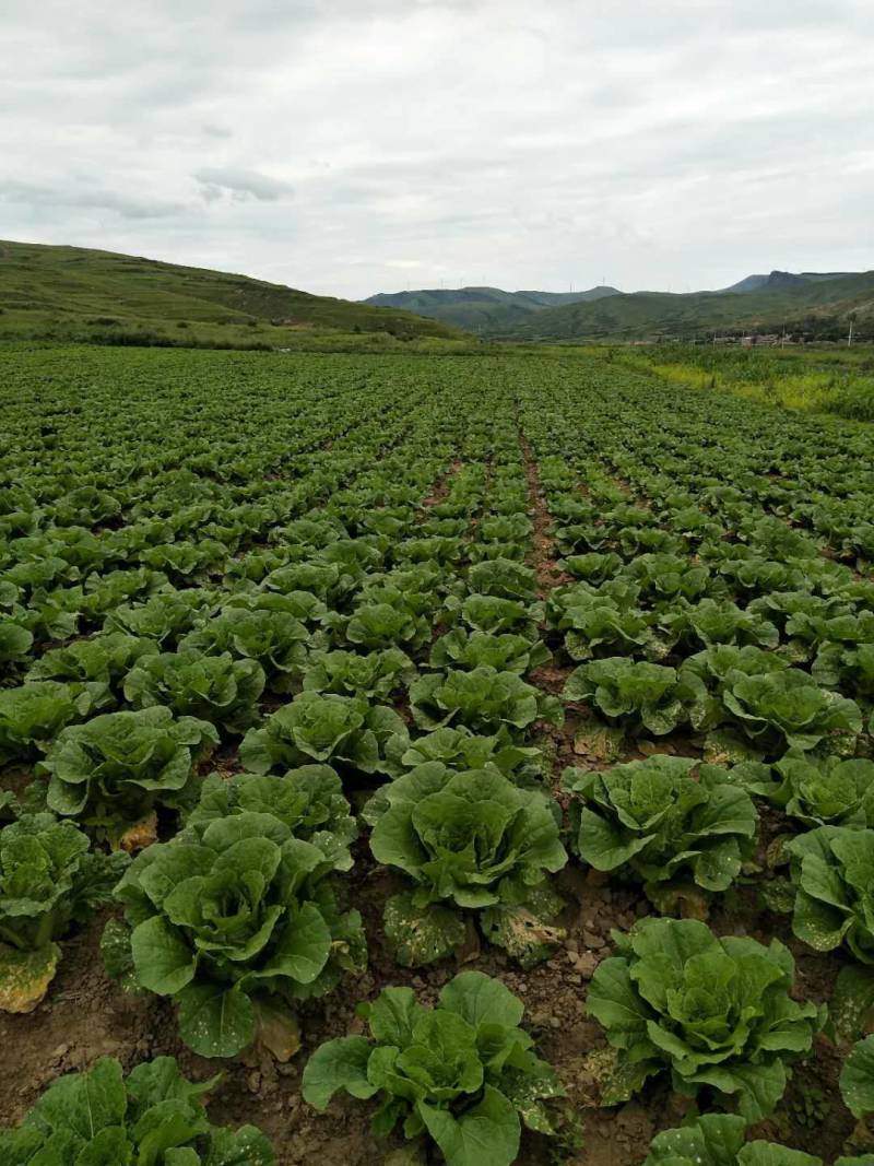 河北张家口大白菜黄心大白菜优质头茬欢迎来电咨询
