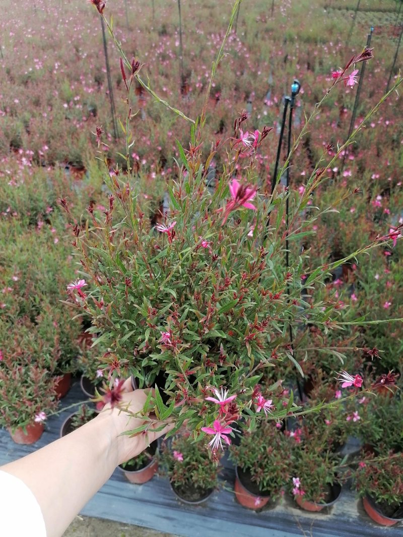 成都千鸟花，千鸟花杯苗，山桃草双色杯，成都山桃草价格低