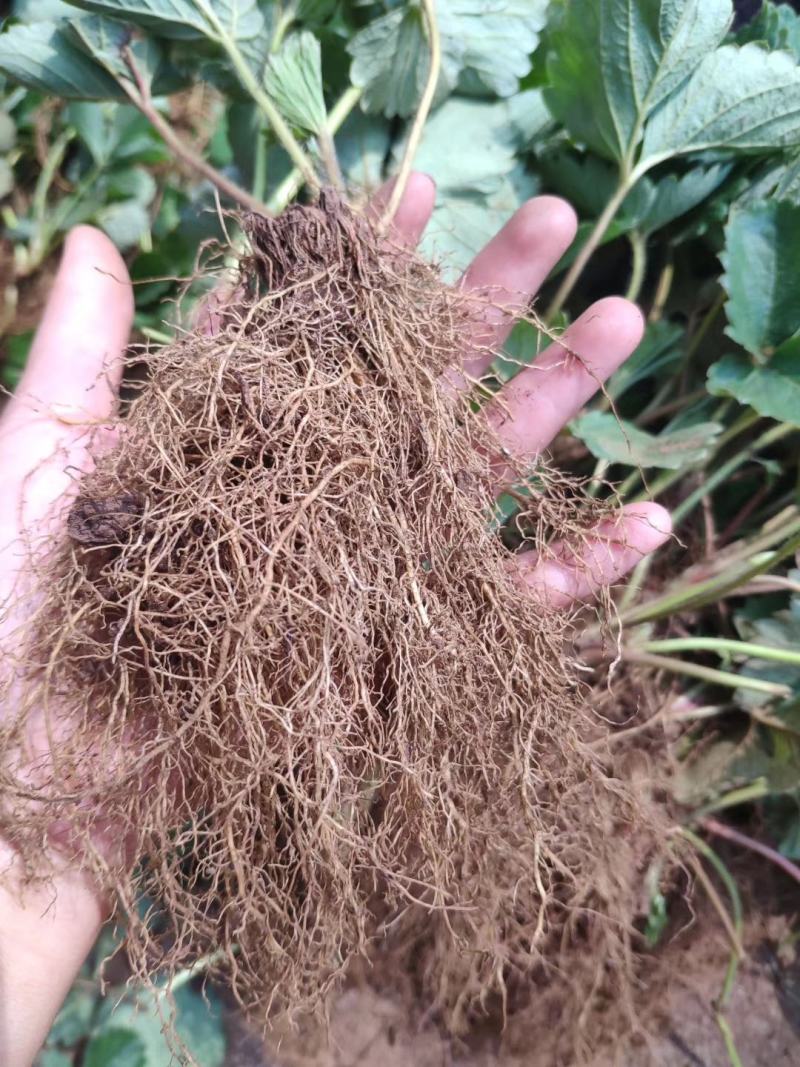 红颜草莓苗批发优质红颜草莓苗脱毒草莓苗量大优惠